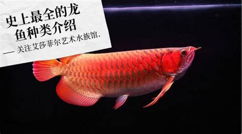 龍魚種類|龍魚分類